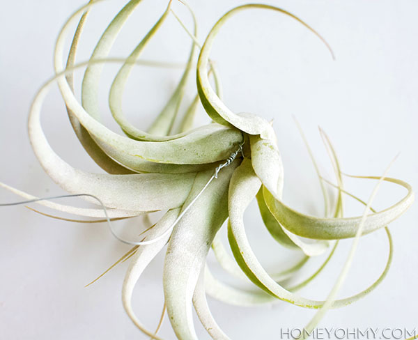 DIY plant hangers